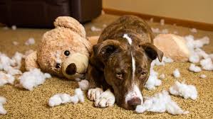 dog laying on a carper after creating a mess by tearing the teddy bear