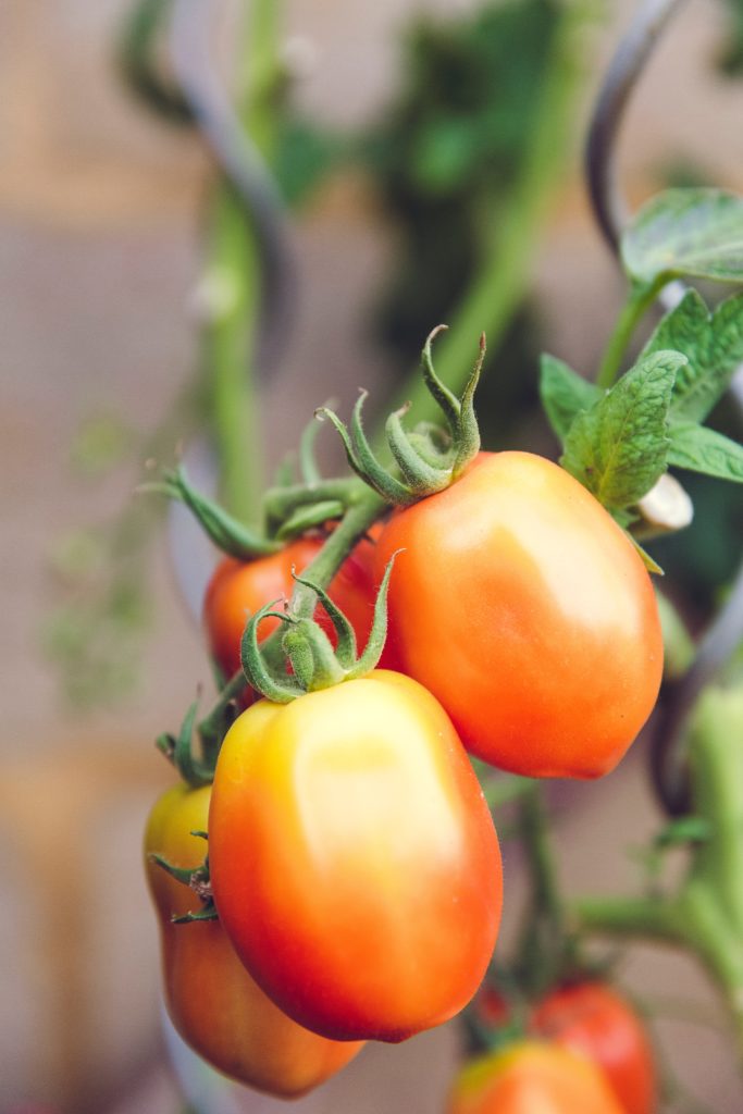 Tomatos (kitchen garden as hobbies for stay at home mom)