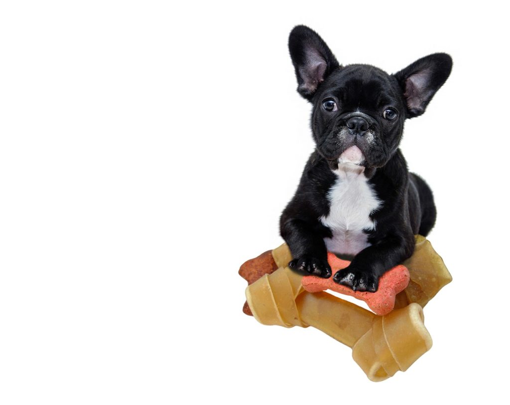 french bull dog, a small dog breed, playing with its bone 