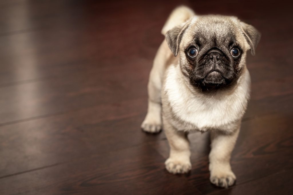 pug playing on wooden floor at home