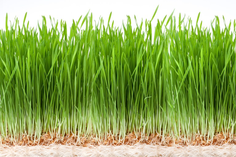 wheat grass on white background. Healthy eating