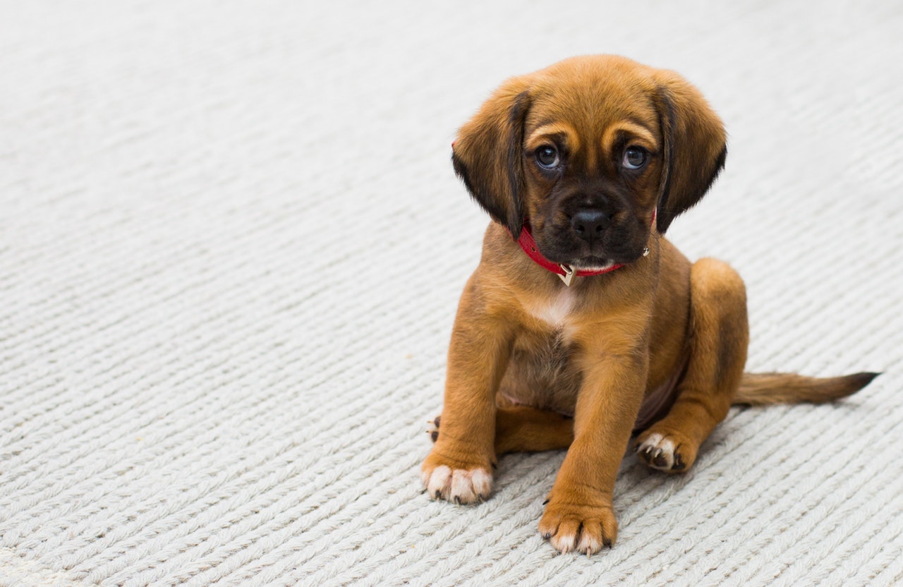 Brown puppy wets the carpet; How to remove dog urine smell from carpet