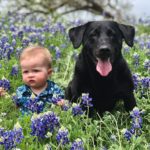 baby with a black labrador dog