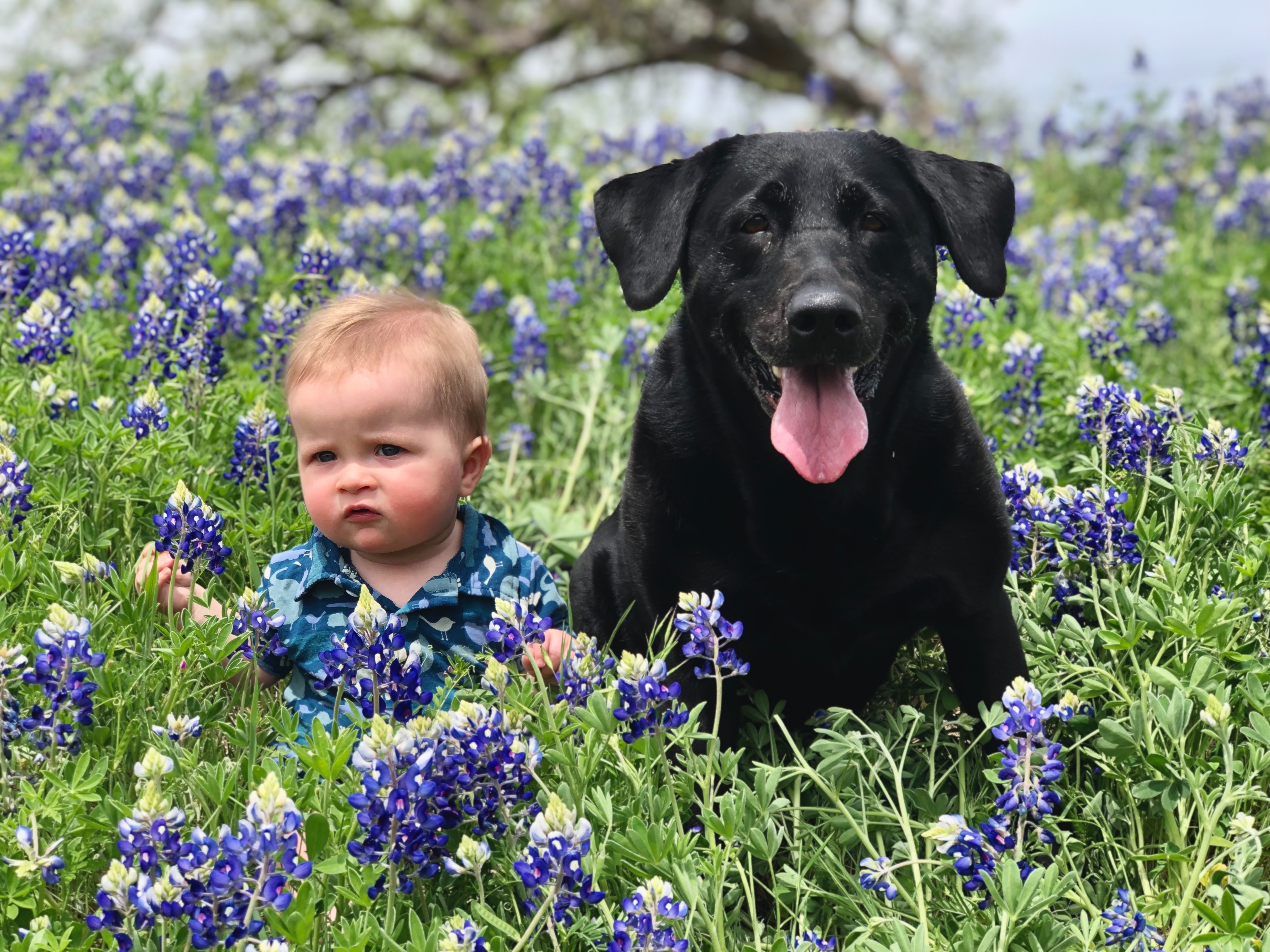 baby with a black labrador dog