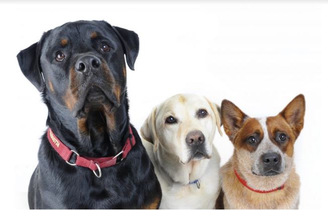 Rotwiller labrador and corgy all responds to obedience training