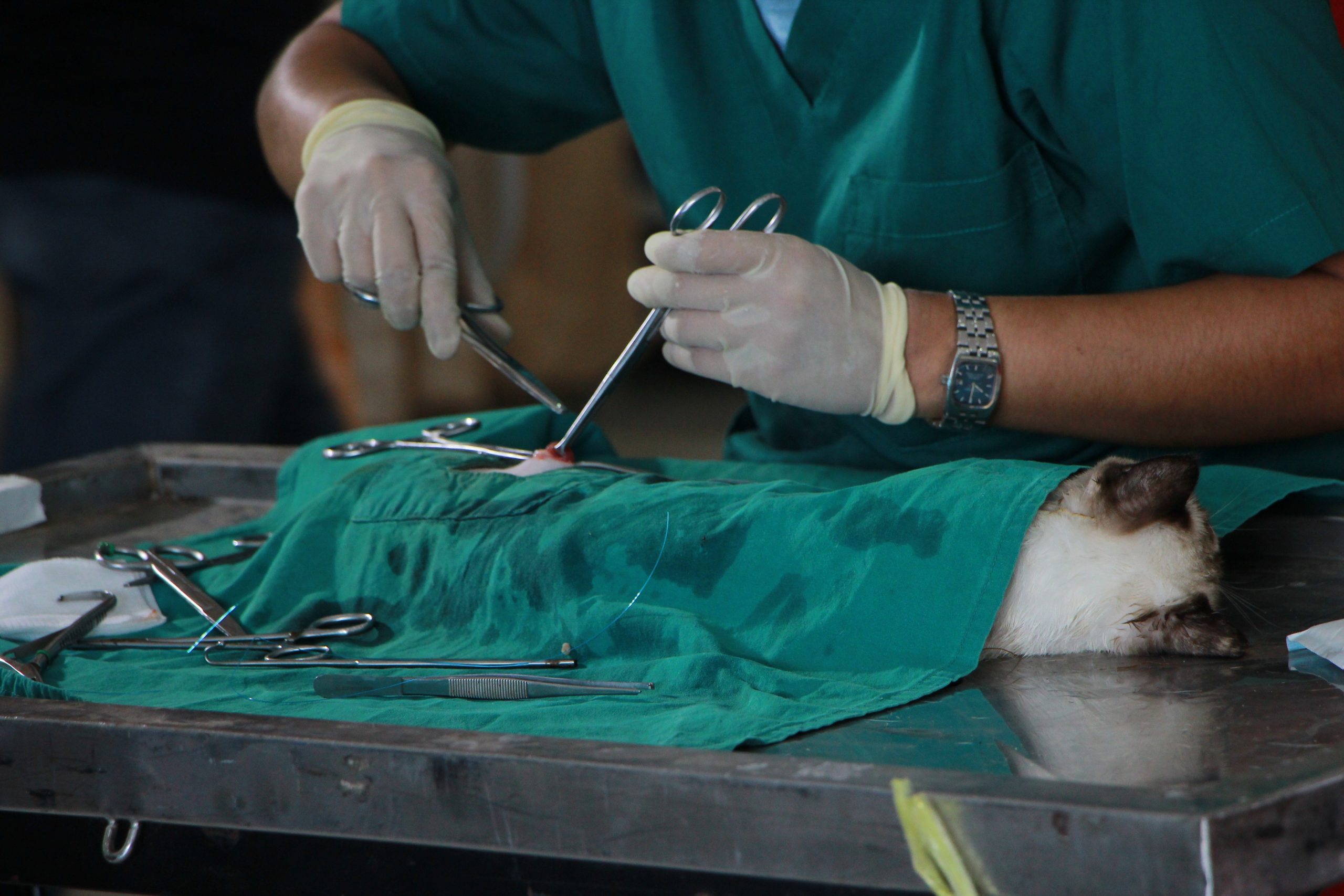 performing surgery on a pet dog in a animal hospital