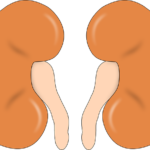 Kidney Graphic Image