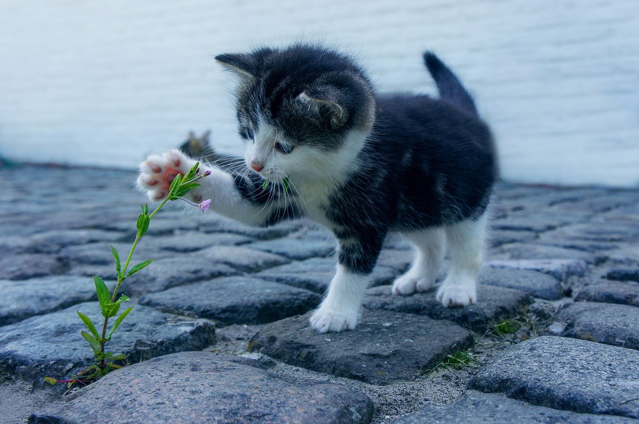 cute kitten playing in the backyard