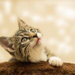 Cute kitten (adopting a kitten checklist)