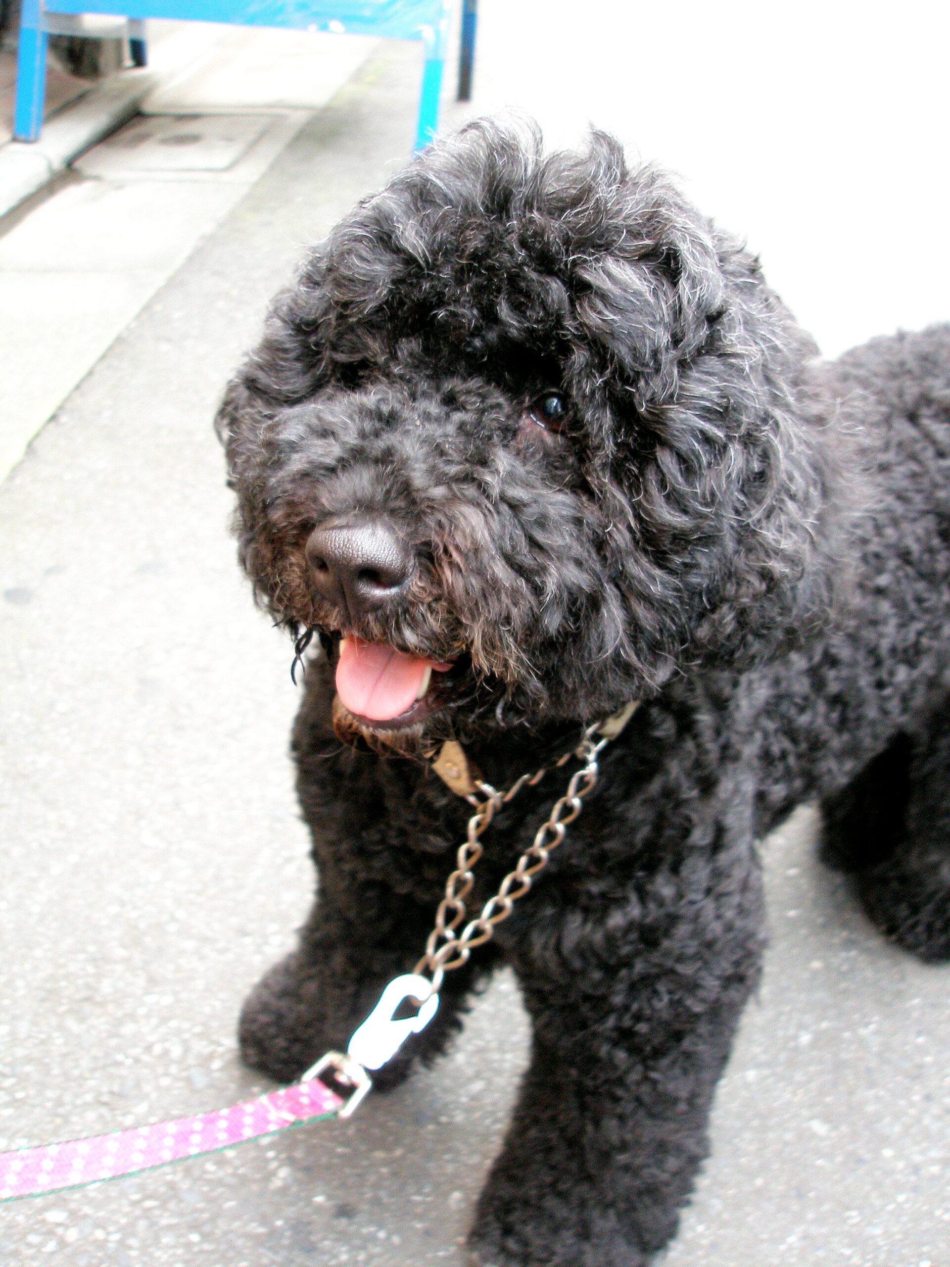 Portugese water dog