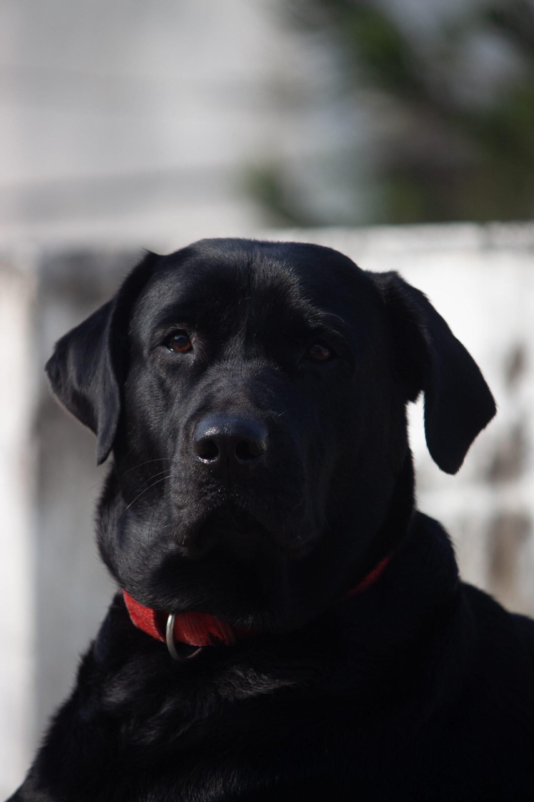 Labs are Great medium size dog breeds for apartments