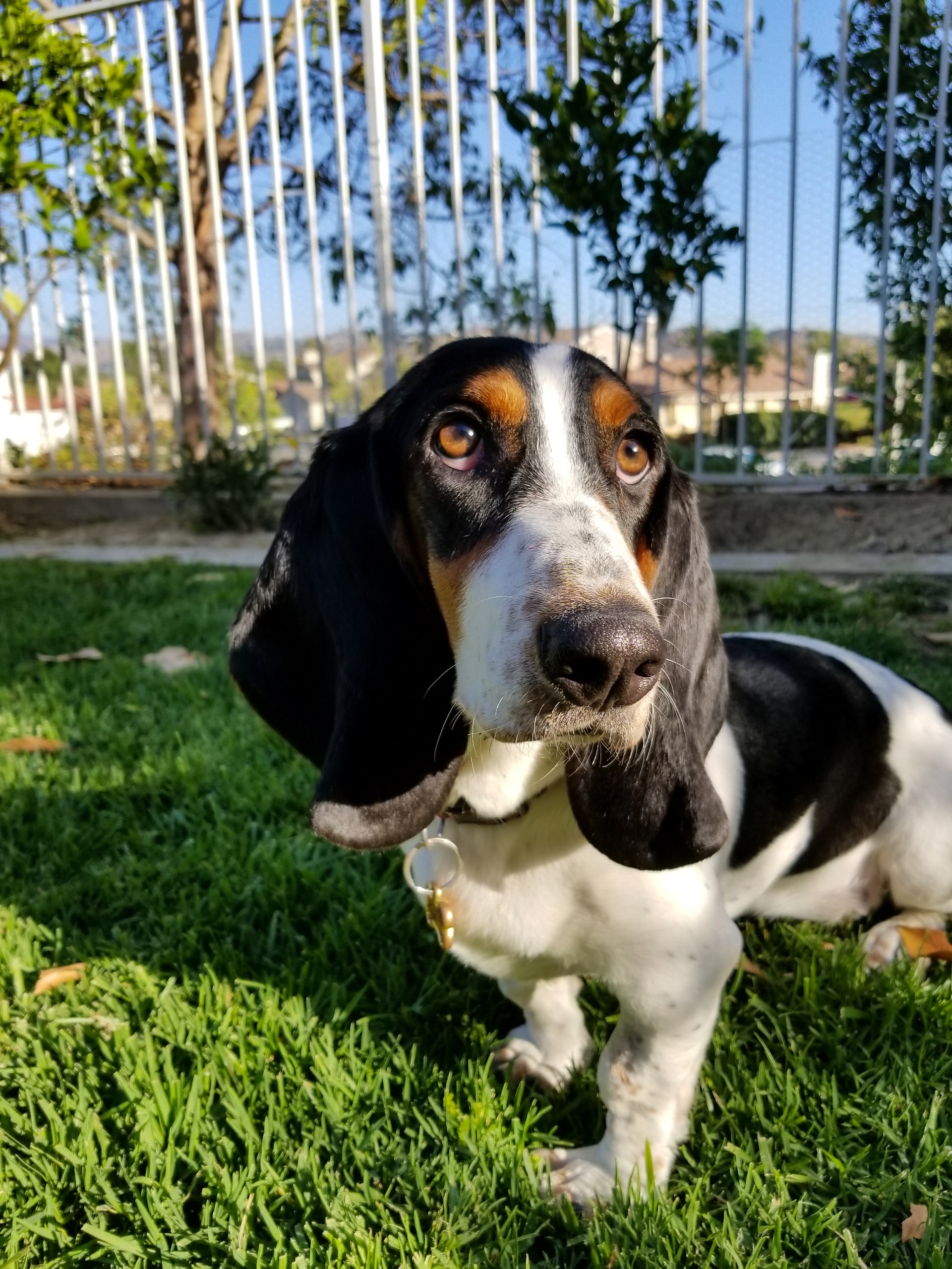 Best Medium Size dog for Apartment Living