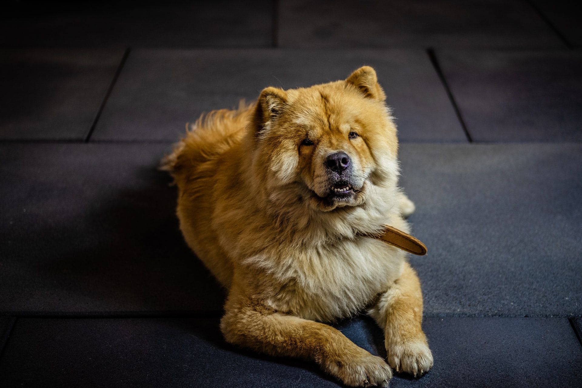 Chow chow