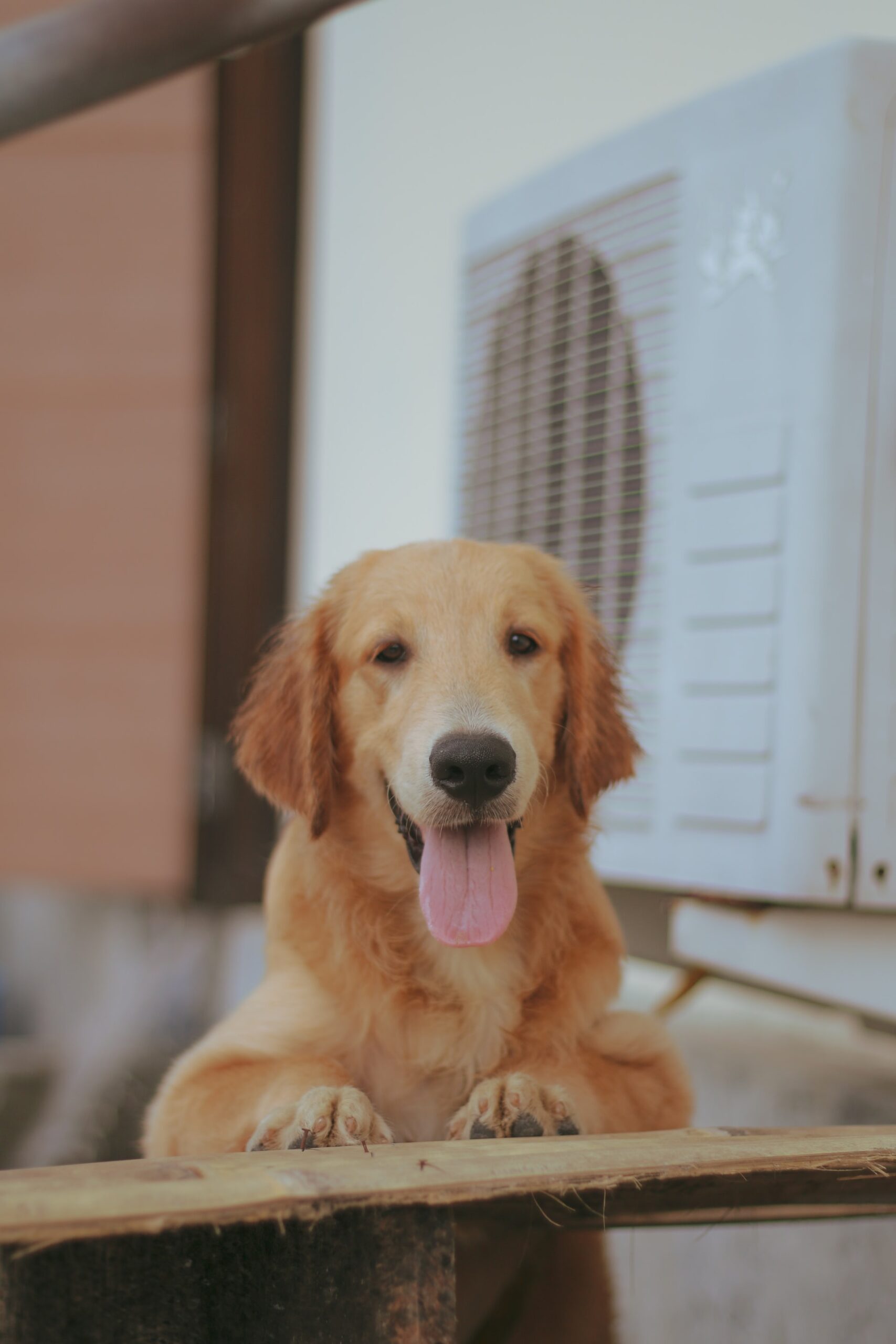 Golden retrievers are great apartment dogs