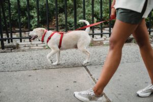 pet on a leash