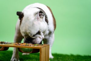 dog nutrition