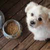 dogs nutrition