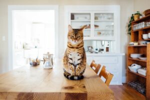 Cat's litter box