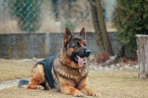 Groom German shepherd