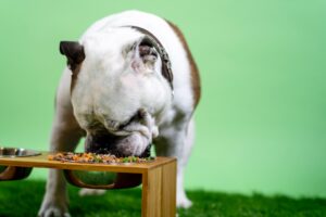 Diarrhea in dogs