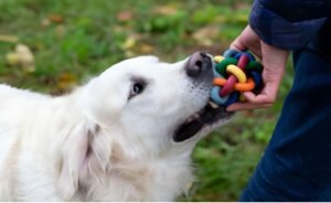 Puzzle toys dogs